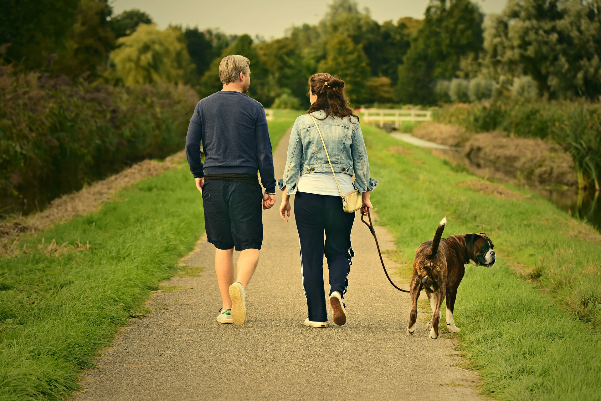 dog should run free