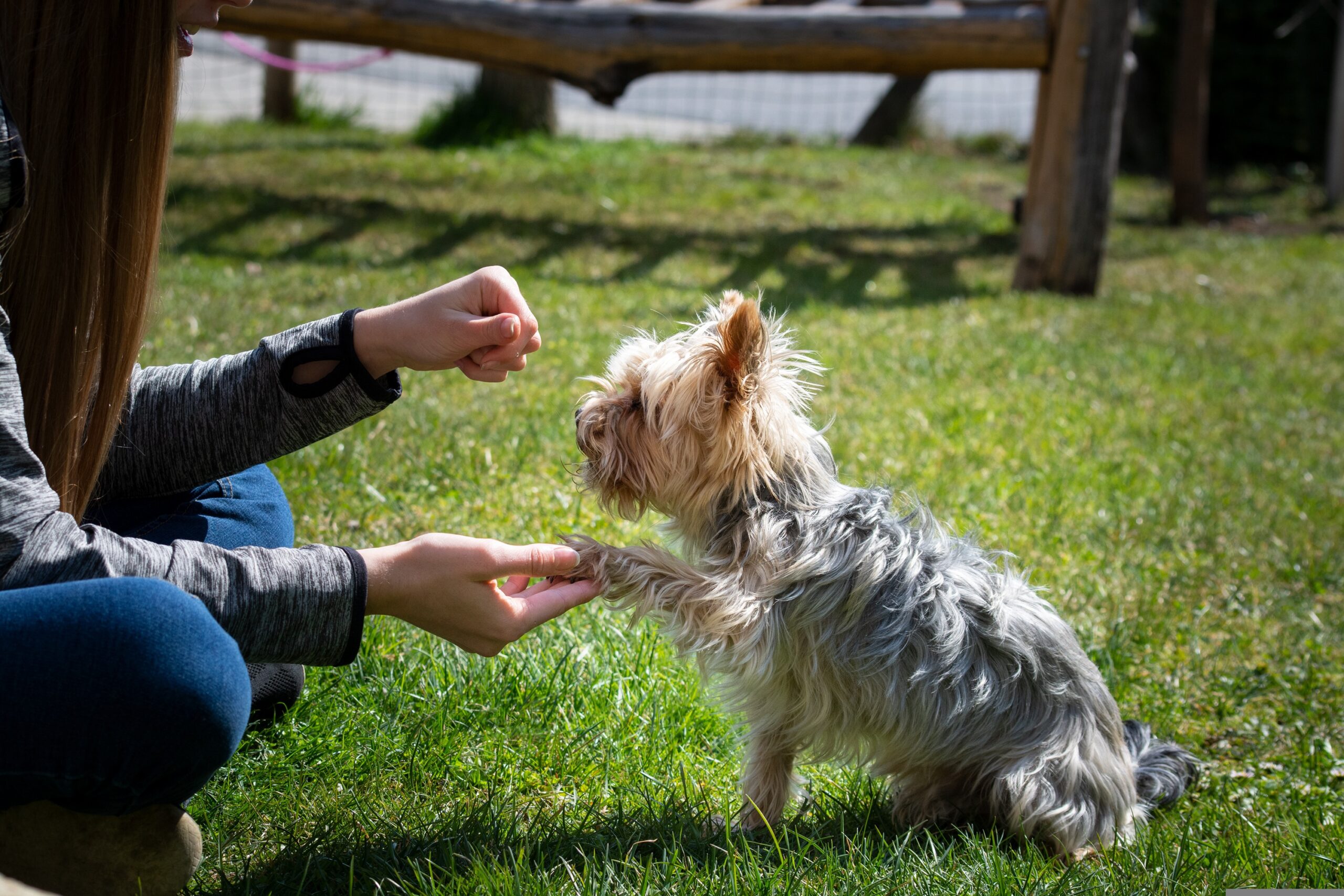 Hello to a Dog