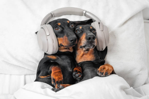 istockphoto 1308451777 612x612 2